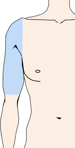 上腕　肘より上