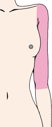 上腕　肘より上
