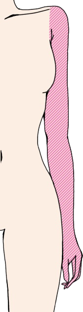 腕全体　手指まで